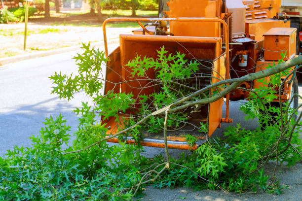 The Steps Involved in Our Tree Care Process in Jennings Lodge, OR